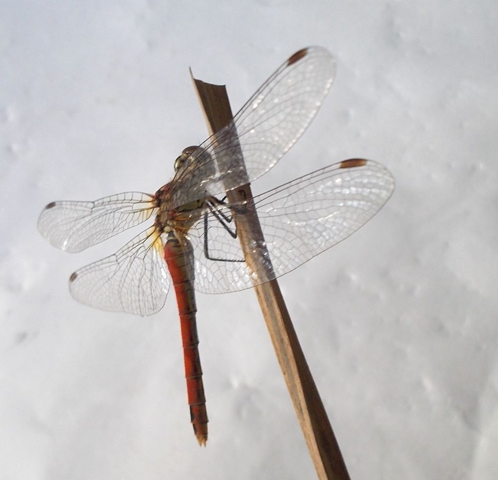 da identificare: Sympetrum sanguineum